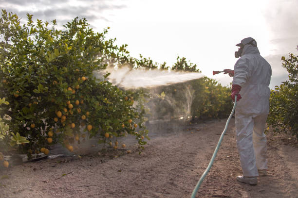 Best Best Pest Control Companies  in Mammoth Lakes, CA
