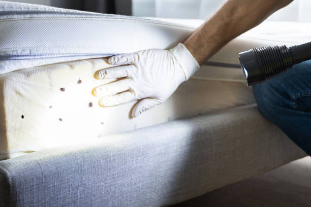 Pest Control for Restaurants in Mammoth Lakes, CA