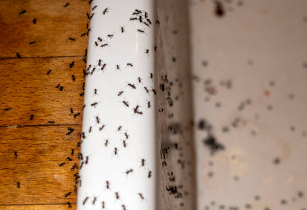 Best Affordable Pest Control Services  in Mammoth Lakes, CA