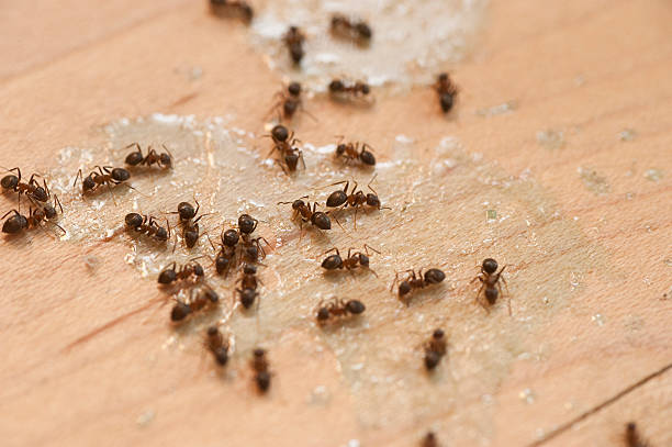 Trusted Mammoth Lakes, CA Pest Control Experts
