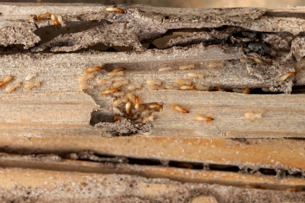 Best Pest Prevention Services  in Mammoth Lakes, CA