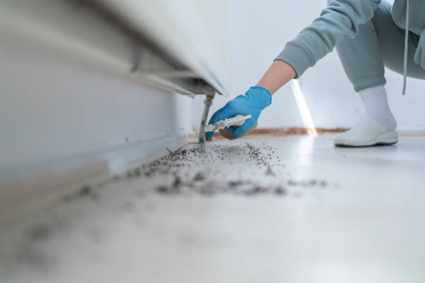 Best Affordable Pest Control Services  in Mammoth Lakes, CA